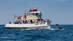 whale watching tours in marina del rey with matt walsh